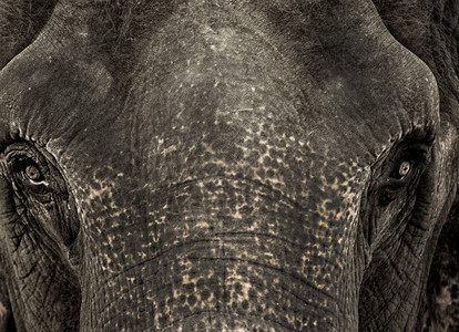 大象脸部眼睛和皮图片