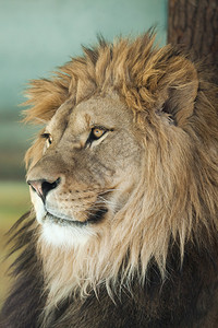 美丽的雄狮子PantheraLeo图片