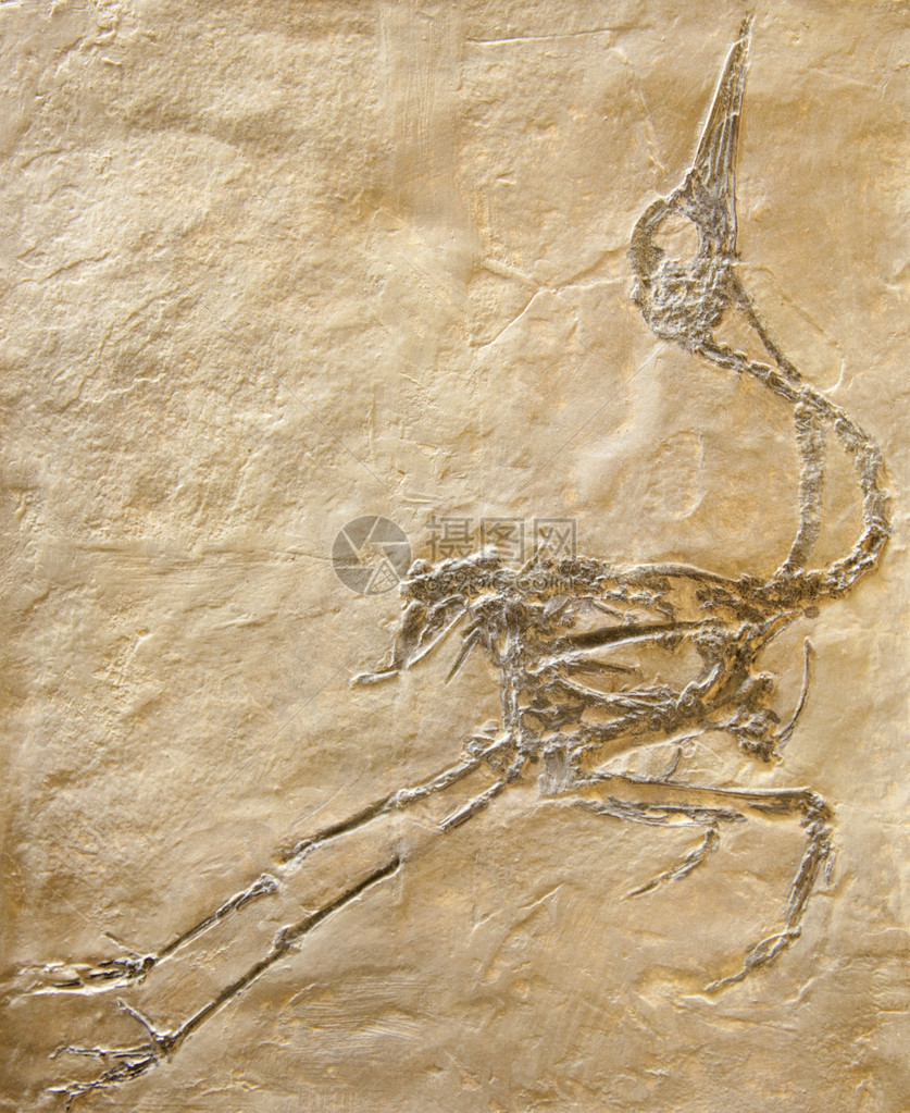 非常古老的古代动物化石图片