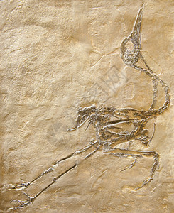 非常古老的古代动物化石背景图片
