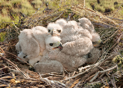 在巢穴里长腿的巴扎德小鸡猎物保护物种的稀有鸟布提图片