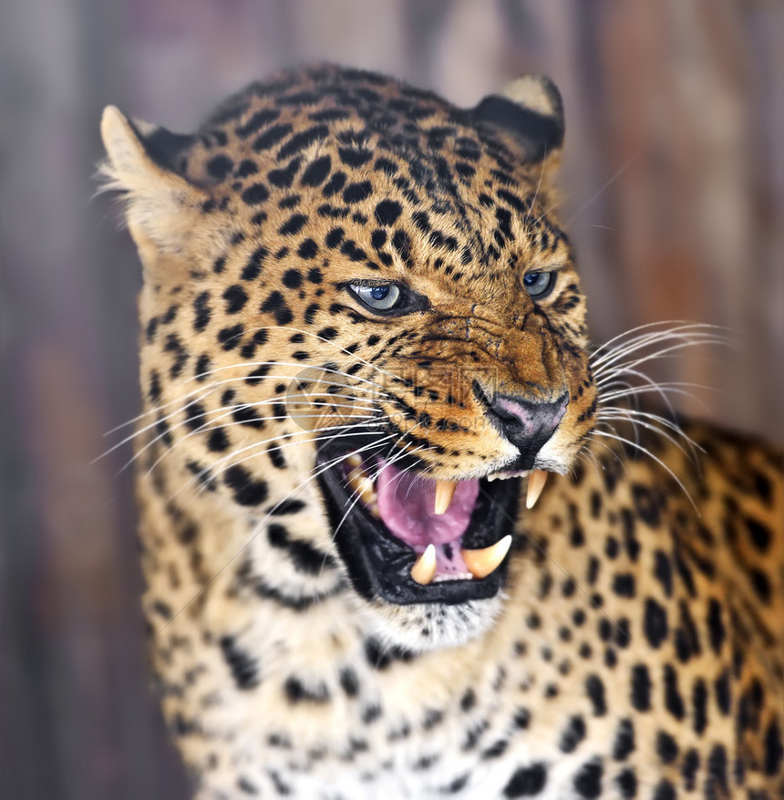 斯里兰卡岛上的野生豹图片