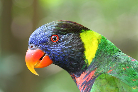 彩虹Lory或LorikeetTrikoglossushaematodus图片