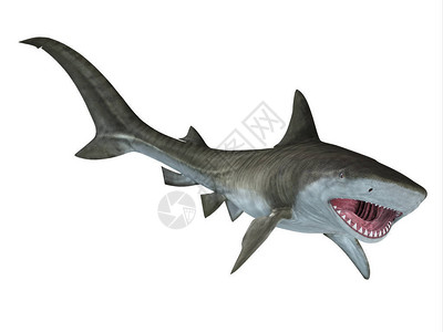 虎鲨是一种大型掠食鱼类插画