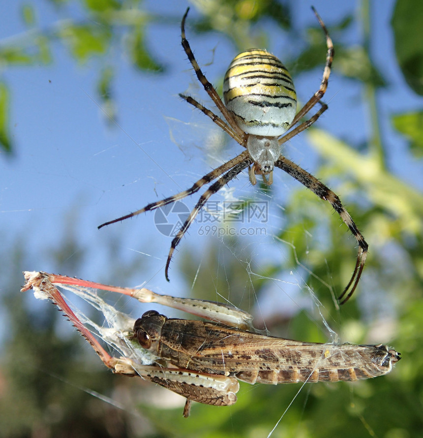 黄蜂蜘蛛和蝗虫图片