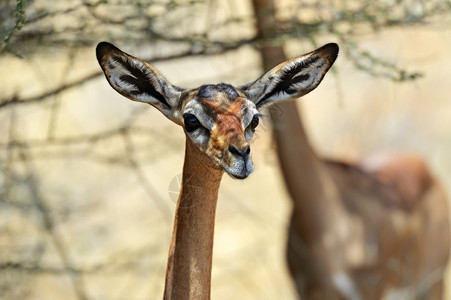 Gerenuks瞪羚在野外图片