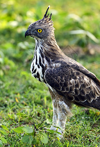 在斯里兰卡岛上野生的骨灰鹰位图片