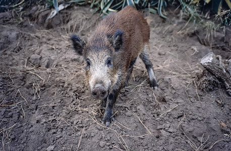 意大利撒丁岛乡村野猪图片