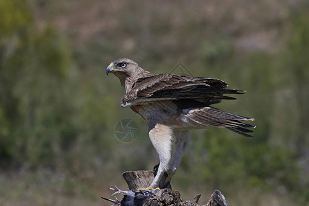 Bonellis老鹰栖息于其栖息地高清图片