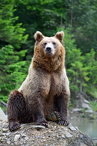 棕熊在树林里用后腿站立图片