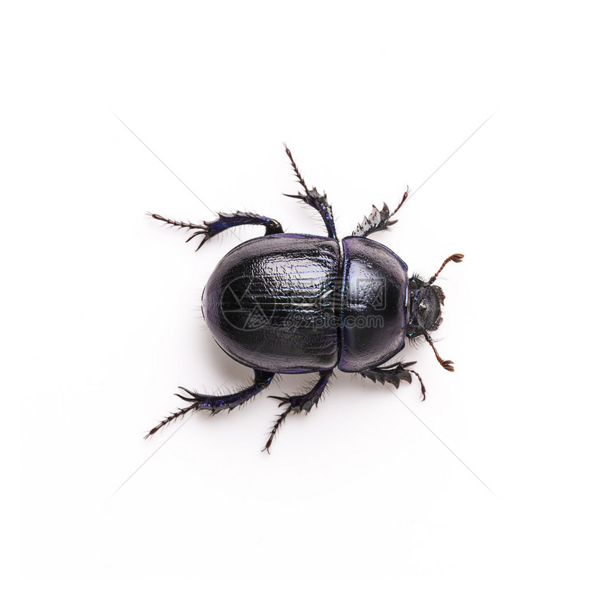 白色背景的紫色黑彩虹甲虫害控制图片