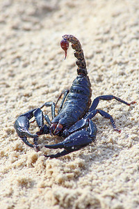 一只蝎子在沙滩图片