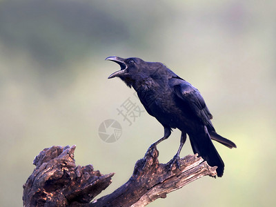 普通乌鸦坐在树枝上张开嘴图片