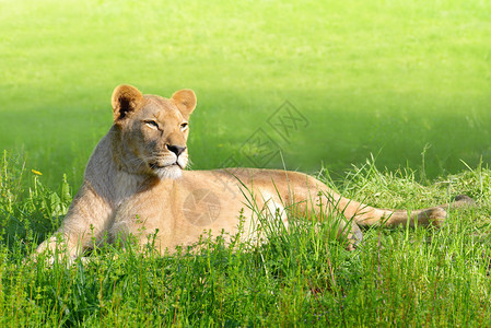 躺在草丛中的母狮图片