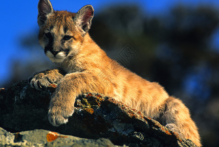 岩石上的山狮小猫图片