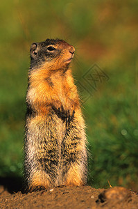 一只可爱的科伦比山地松鼠图片