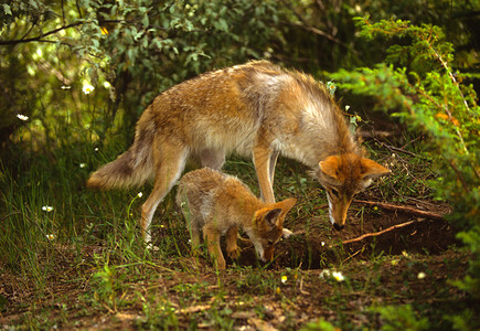 一只雌郊狼在教她的幼崽关于巢穴的事情图片
