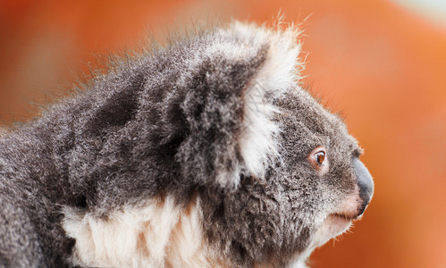澳大利亚Koala户外澳大利图片