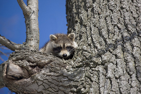 加拿大翁太罗冬季RacoonRacoonin图片