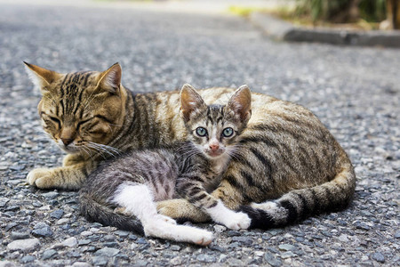 无家可归的妈猫图片