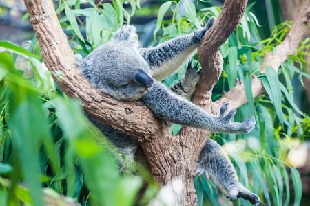 Koala睡在封闭图片