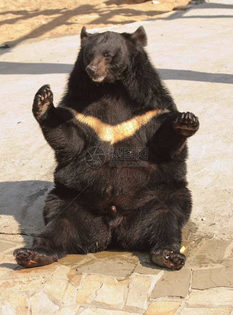 亚洲黑熊坐在一个有趣的位置上Ursusthibe图片