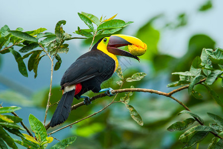 奥奇科托南美洲自然高清图片