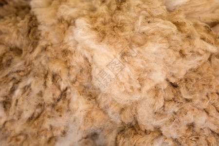 在市场上的百日羊毛图片