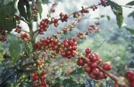 在中美洲洪都拉斯科潘山的咖啡园高清图片