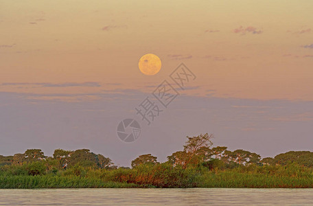 月亮升起在巴西Patanal公园图片
