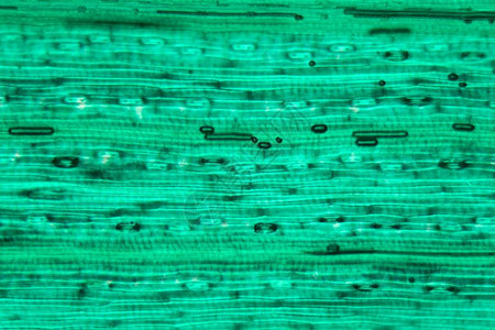 显微镜下的小麦叶表皮细胞图片