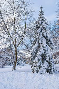 新泽西州中部一棵高大的常青树上的新雪图片