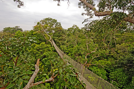 秘鲁亚马逊雨林树冠悬索小径图片