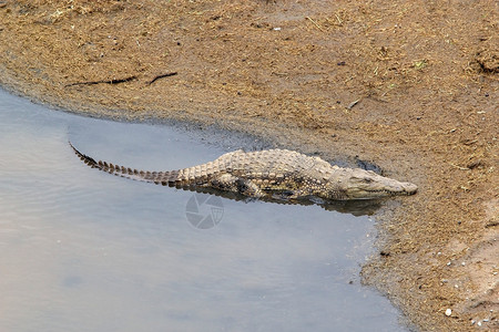 尼罗河鳄鱼CrocodyclusNetefa图片