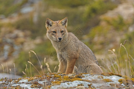 安第斯狐狸在智利火地岛图片