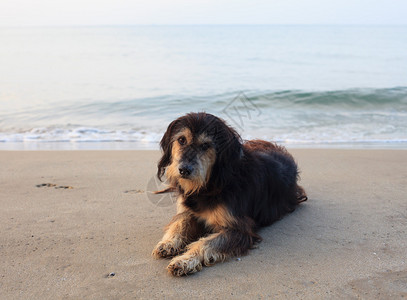 悲伤而可怜的狗躺在海滩上悲伤的脸图片