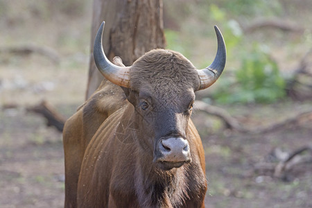 印度Nagarhole公园森林中的印度野牛图片