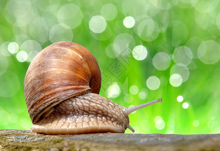 花园蜗牛Helixas背景图片