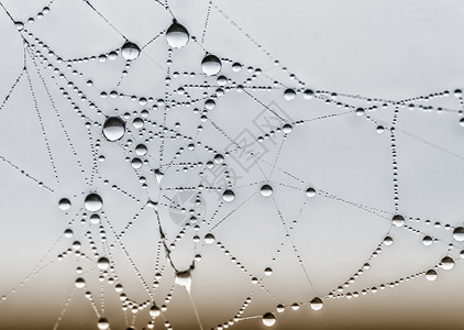 蜘蛛网和露珠背景图片