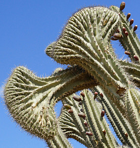 Cactus阿鲁巴图片