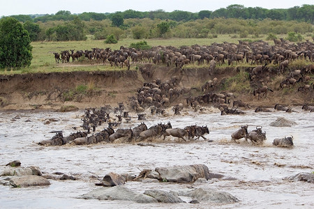 听说在迁徙期间马拉河开始跨越Mara河Konnochaetestau图片