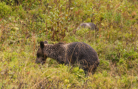 波兰西塔特拉山脉自然环境中的棕熊Brownbearinthen图片