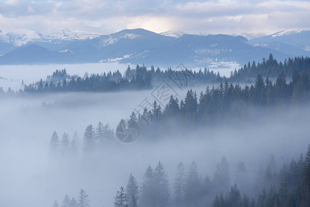 冬季的山地风景森林和雾林云日喀尔巴阡山脉图片