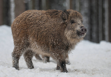 野猪穿过冬季森林图片