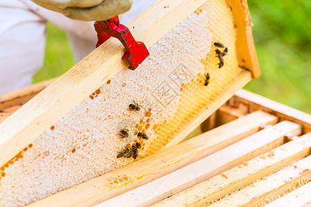 养蜂人控制蜂场和蜜蜂背景图片