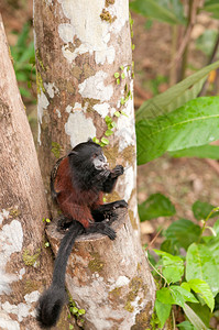 秘鲁亚马逊鞍背狨猴图片