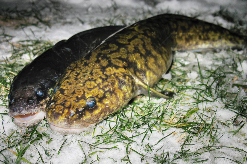 在雪的未加工的淡水鱼江鳕特写镜头冬季钓鱼冰钓住在河边草地上的两个洛塔图片