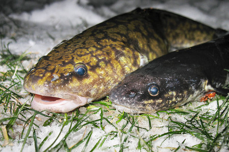 在雪的未加工的淡水鱼江鳕特写镜头冬季钓鱼冰钓住在河边草地上的两个洛塔图片