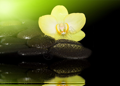 绿色背景上的兰花和黑色石头水疗概念图片