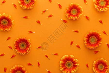 橙色背景有花瓣的雪贝拉图片